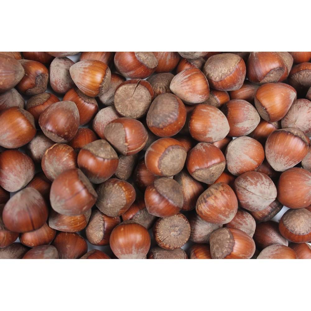 Giresun Kabuklu Fındık 1 Kg