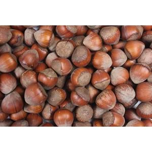 Giresun Kabuklu Fındık 1 Kg