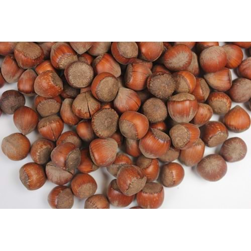 Giresun Kabuklu Fındık 1 Kg